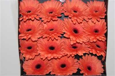 Gerbera Gr Diamond Brighton