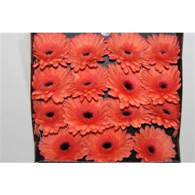 Gerbera Gr Diamond Brighton