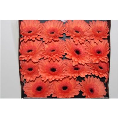 Gerbera Gr Diamond Brighton