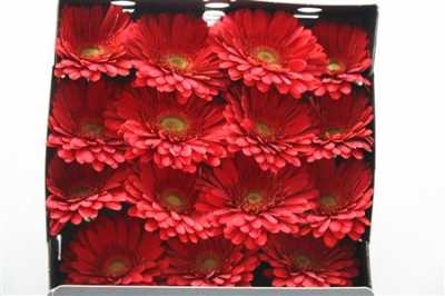 Gerbera Gr Diamond Brunello
