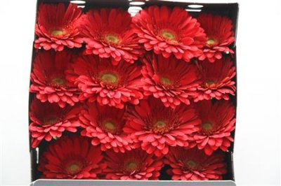Gerbera Gr Diamond Brunello
