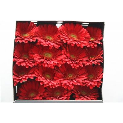 Gerbera Gr Diamond Brunello