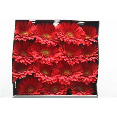 Gerbera Gr Diamond Brunello