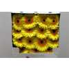 Gerbera Gr Diamond Cabana