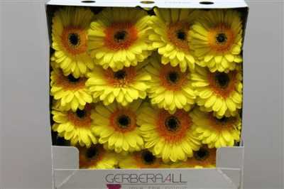 Gerbera Gr Diamond Cabana