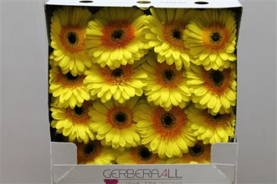 Gerbera Gr Diamond Cabana