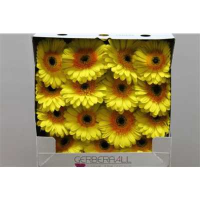 Gerbera Gr Diamond Cabana