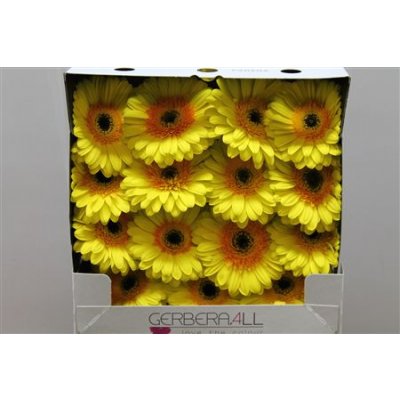 Gerbera Gr Diamond Cabana