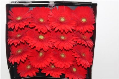Gerbera Gr Diamond Cabernet