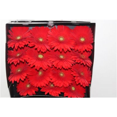 Gerbera Gr Diamond Cabernet