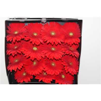 Gerbera Gr Diamond Cabernet