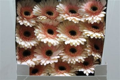 Gerbera Gr Diamond Café Del Mar