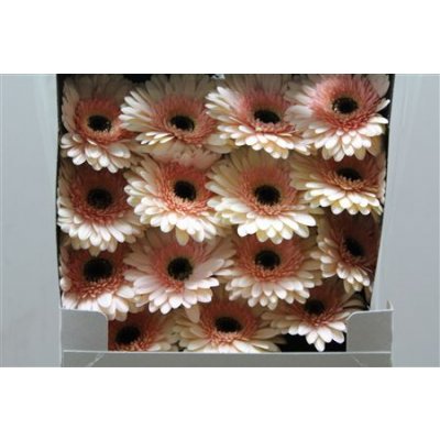 Gerbera Gr Diamond Café Del Mar