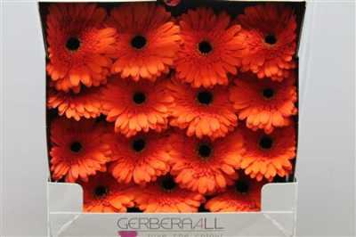 Gerbera Gr Diamond Candela