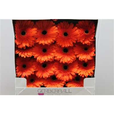 Gerbera Gr Diamond Candela