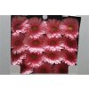 Gerbera Gr Diamond Candy Girl