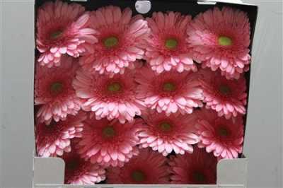 Gerbera Gr Diamond Candy Girl