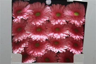 Gerbera Gr Diamond Candy Girl