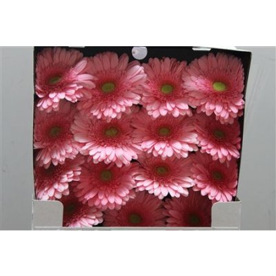 Gerbera Gr Diamond Candy Girl