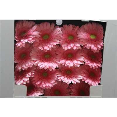 Gerbera Gr Diamond Candy Girl