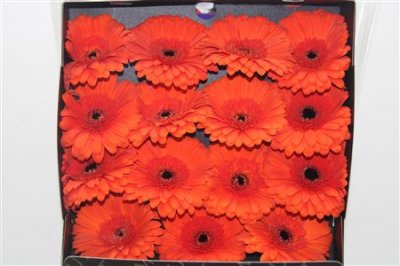Gerbera Gr Diamond Capella