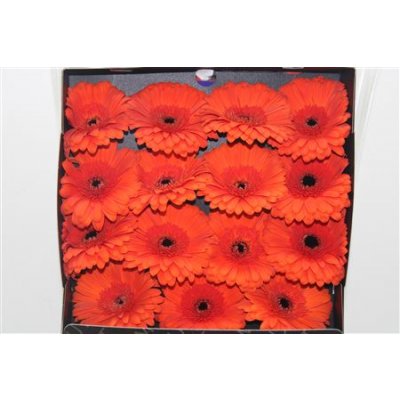 Gerbera Gr Diamond Capella