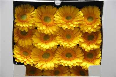 Gerbera Gr Diamond Captiva