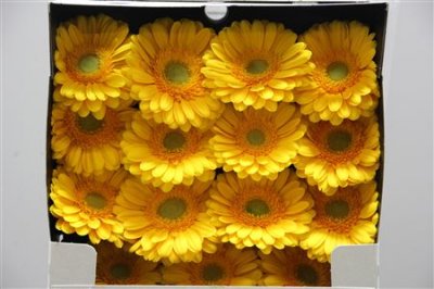 Gerbera Gr Diamond Captiva
