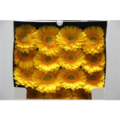 Gerbera Gr Diamond Captiva