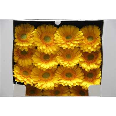 Gerbera Gr Diamond Captiva