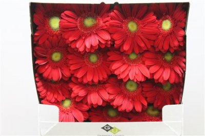 Gerbera Gr Diamond Carambole