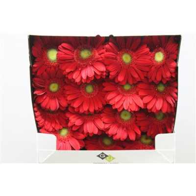 Gerbera Gr Diamond Carambole
