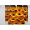 Gerbera Gr Diamond Catwalk
