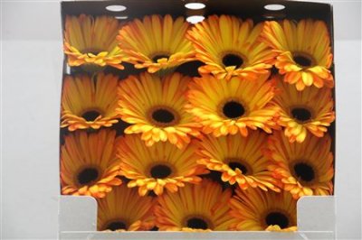 Gerbera Gr Diamond Catwalk