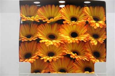 Gerbera Gr Diamond Catwalk