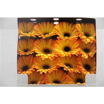 Gerbera Gr Diamond Catwalk