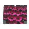Gerbera Gr Diamond Classico