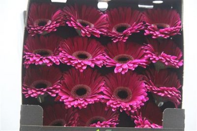 Gerbera Gr Diamond Classico