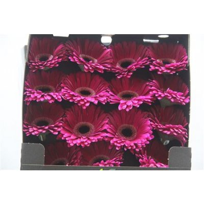 Gerbera Gr Diamond Classico