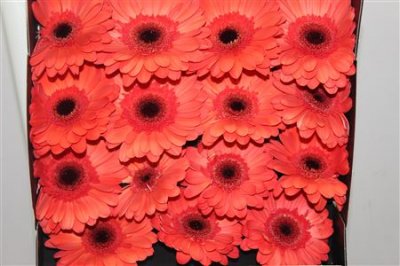 Gerbera Gr Diamond Colima