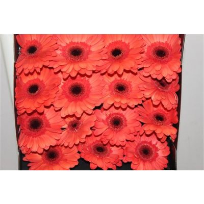 Gerbera Gr Diamond Colima