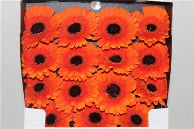 Gerbera Gr Diamond Contigo