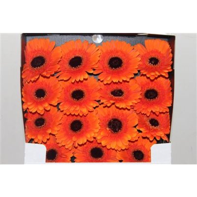 Gerbera Gr Diamond Contigo