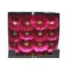 Gerbera Gr Diamond Cranberry