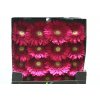 Gerbera Gr Diamond Cranberry