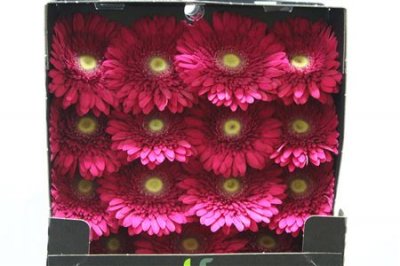 Gerbera Gr Diamond Cranberry