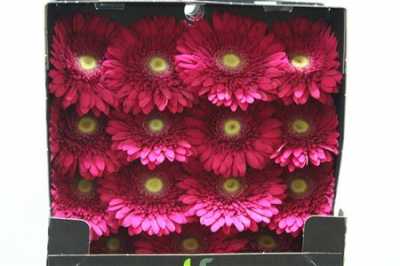 Gerbera Gr Diamond Cranberry