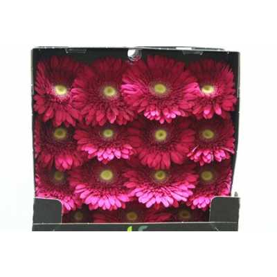 Gerbera Gr Diamond Cranberry