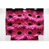 Gerbera Gr Diamond Cubanita