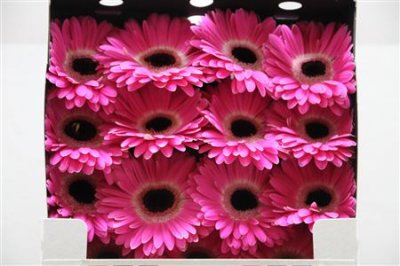 Gerbera Gr Diamond Cubanita